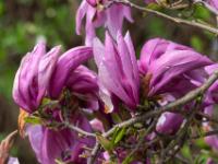 Magnolienblüten pink